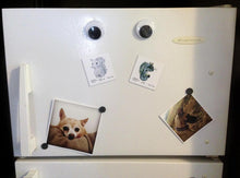 Load image into Gallery viewer, Sam the Squirrel - MAGNET